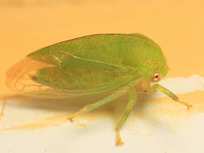 Atymna querci (female)