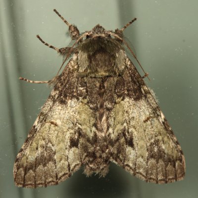 7975 - Mottled Prominent - Macrurocampa marthesia