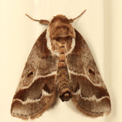 8969 - Doubleday's Baileya - Baileya doubledayi