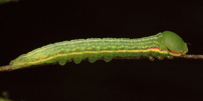 7920 - Angulose Prominent - Peridea angulosa
