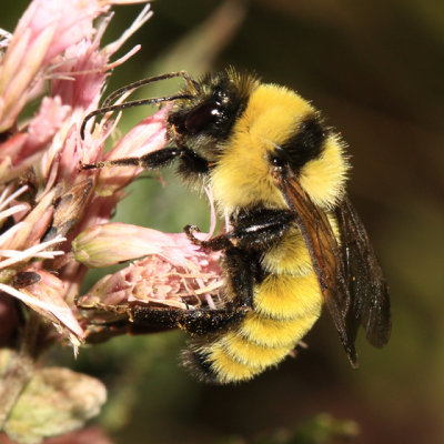 Cuckoo, Carpenter, Digger, Bumble, and Honey Bees - Apidae