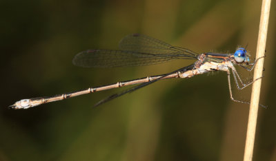Spotted Spreadwing - Lestes congener