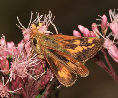 Leonard's Skipper - Hesperia leonardus leonardus