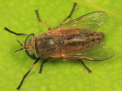 Greenhead - Tabanus nigrovittatus
