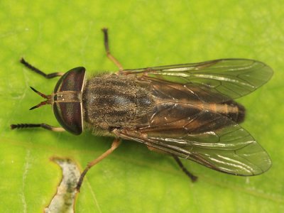 Tabanus similis (female)