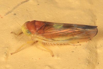 Colladonus setaceus (female)