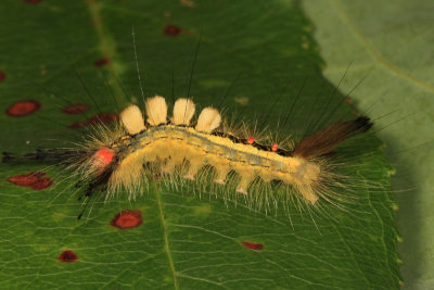 8316 - White-marked Tussock Moth - Orgyia leucostigma