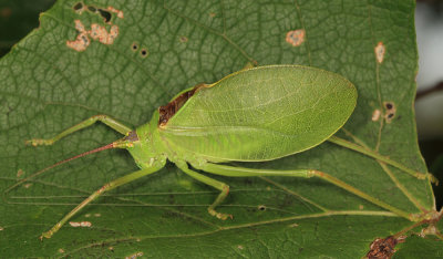 Common True Katydid - Pterophylla camellifolia