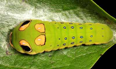 Spicebush Swallowtail - Papilio troilus (fourth instar)