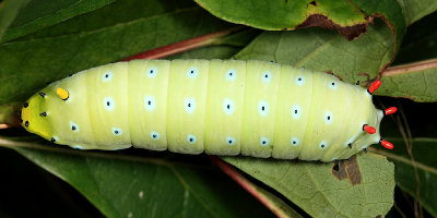 7764 - Promethea caterpillar - Callosamia promethea