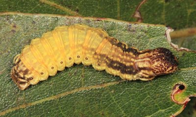 7659 - Scalloped Sack-bearer - Lacosoma chiridota