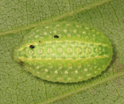 4665 - Yellow-shouldered Slug - Lithacodes fasciola