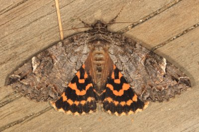 8719 - Locust Underwing - Euparthenos nubilis