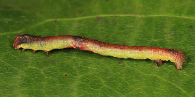 6588 - Bent-line Gray - Iridopsis larvaria
