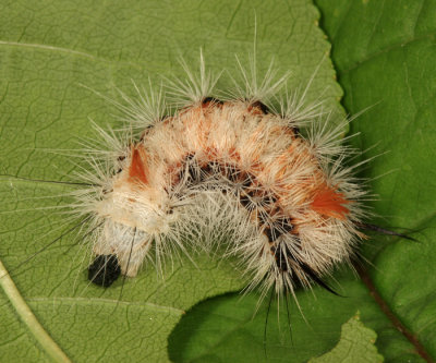 9185 - Close-banded Yellowhorn - Colocasia propinquilinea