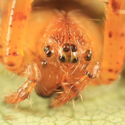 Araneus corticarius