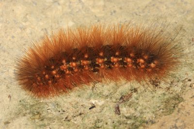8131 - Salt Marsh Moth Caterpillar - Estigmene acrea