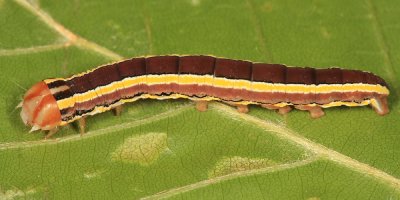 10304 - Striped Garden Caterpillar - Trichordestra legitima