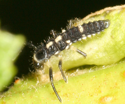 Fourteen-spotted Lady Beetle larva - Propylea quatuordecimpunctata