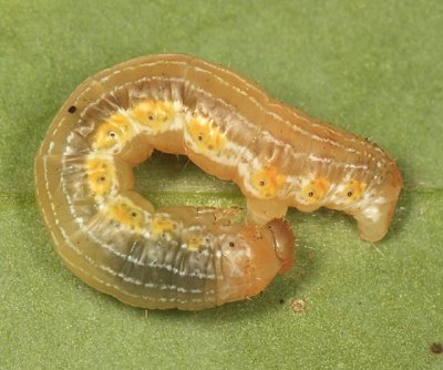 7290 - Barberry Geometer - Coryphista meadii