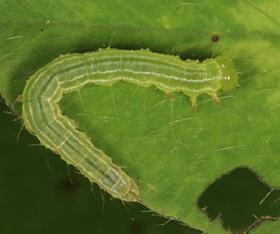 8465 - Green Cloverworm - Hypena scabra