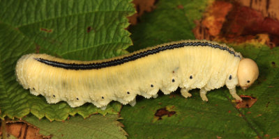 Elm Sawfly larva - Cimbex americana