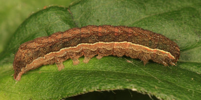 10891 - Flame-shouldered Dart - Ochropleura implecta