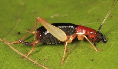 Red-headed Bush Cricket - Phyllopalpus pulchellus (female)