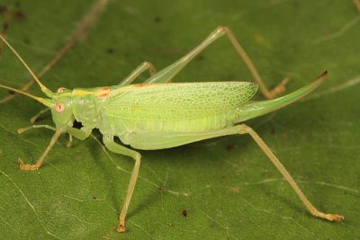 Drumming Katydid - Meconema thalassinum