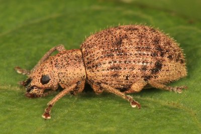 Sciaphilus asperatus