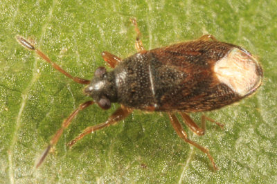 Stygnocoris sabulosus