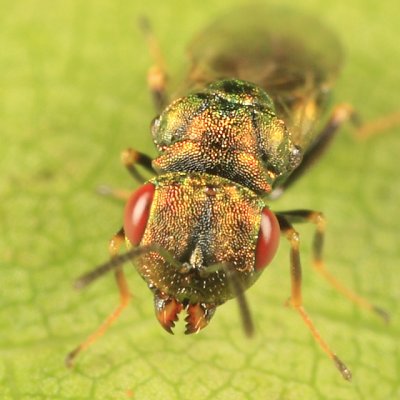 Halticoptera sp.