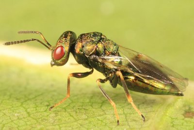 Chalcid Wasps - Chalcidoidea