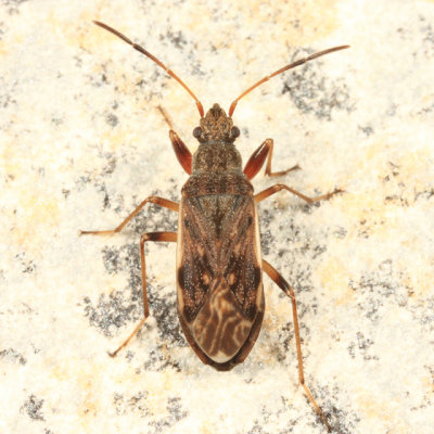 Ligyrocoris diffusus