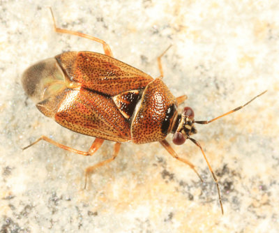 Deraeocoris nubilus
