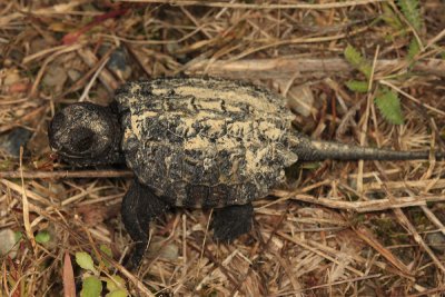 baby Common Snapping Turtle - Chelydra serpentina