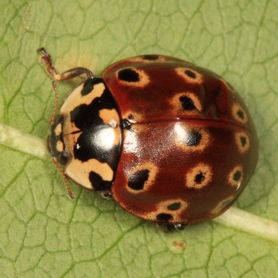 Lady Beetles - Genus Anatis