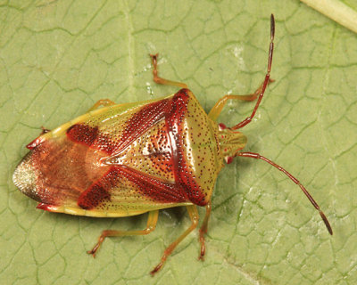 Red-Cross Shield Bug - Elasmostethus cruciatus