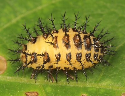 Mexican Bean Beetle (larva)- Epilachna varivestis