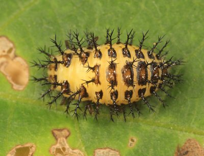 Mexican Bean Beetle (larva)- Epilachna varivestis