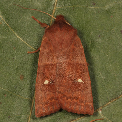 9934 - Franclemont's Sallow - Eupsilia cirripalea