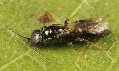 Goniozus sp.