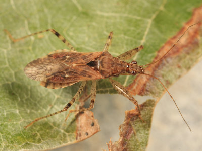 Hoplistoscelis pallescens