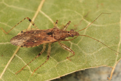 Hoplistoscelis pallescens