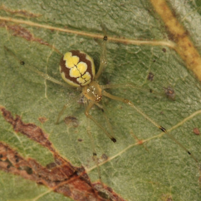 Theridion albidum