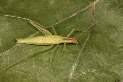 Narrow-winget Tree Cricket - Oecanthus niveus