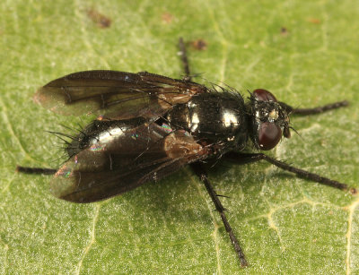 Periscepsia laevigata