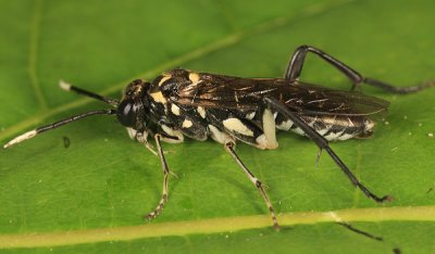 Macrophya trisyllaba