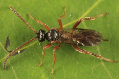 Polyaulon erythropa (female)