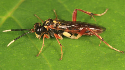 Macrophya varia